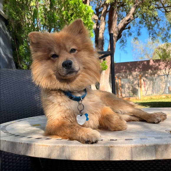 Meet your Posher, Chris - Picture 2 of 3